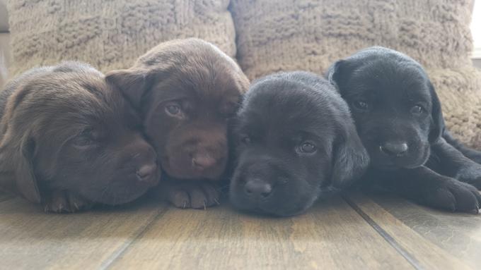 Labrador Retrievers