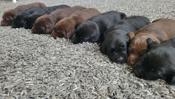 Labrador Retrievers