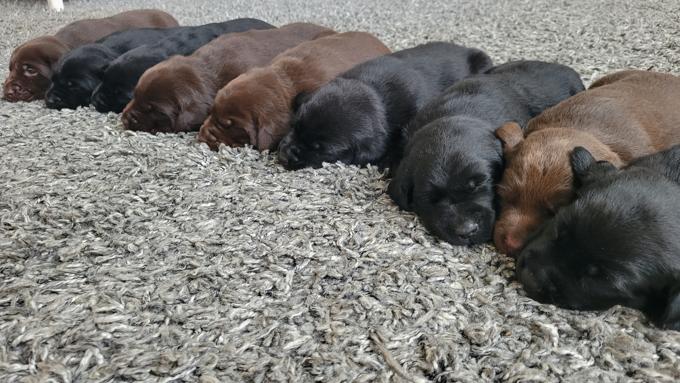 Labrador Retrievers