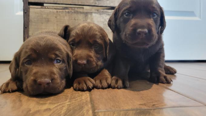 Labrador Retrievers