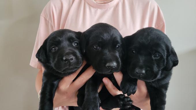 Labrador Retrievers