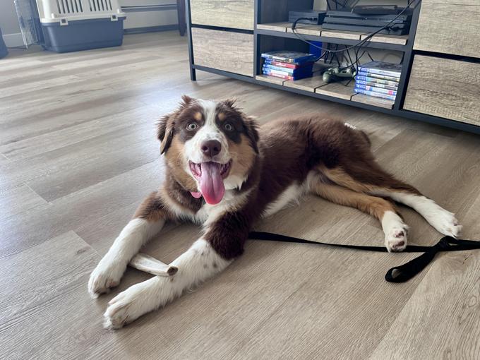 Mini Australian Shepherd x Border Collie