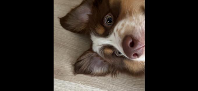 Mini Australian Shepherd x Border Collie