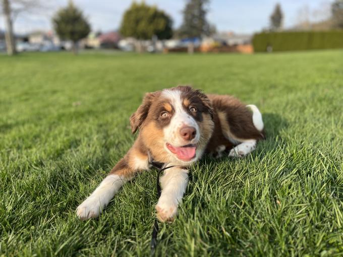 Mini Australian Shepherd x Border Collie