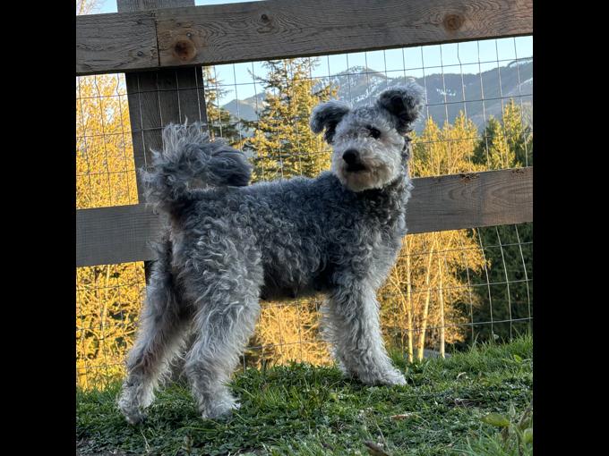 Hungarian Pumi