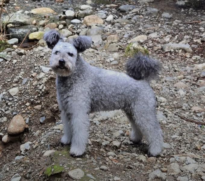 Hungarian Pumi