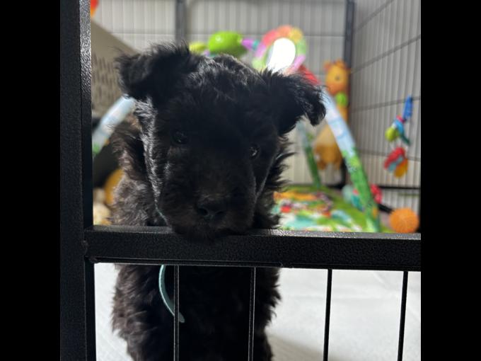 Hungarian Pumi