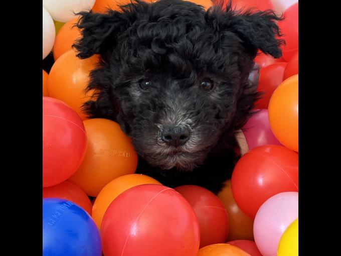 Hungarian Pumi