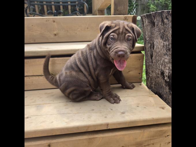 Sharpei