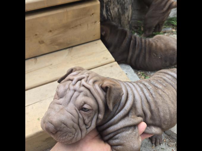 Sharpei