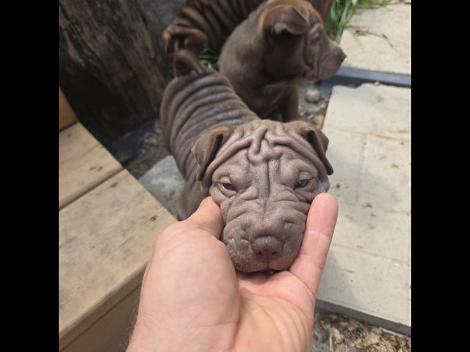 Sharpei