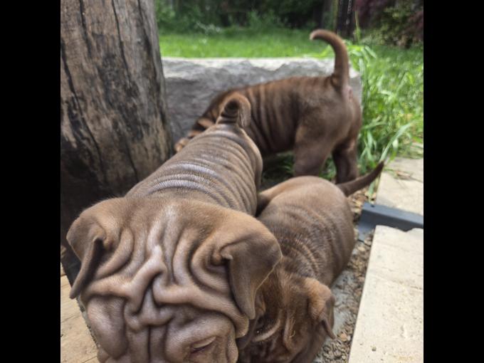 Sharpei