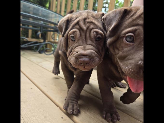 Sharpei