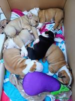 English Bulldog