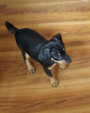 Mini Pinscher