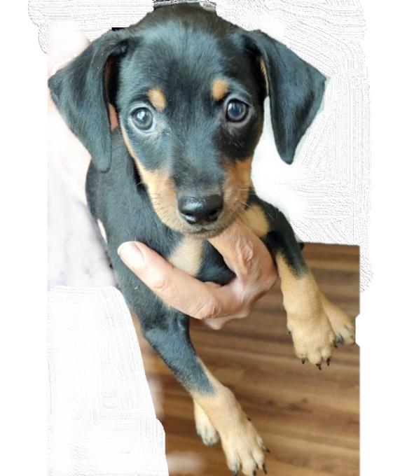 Mini Pinscher