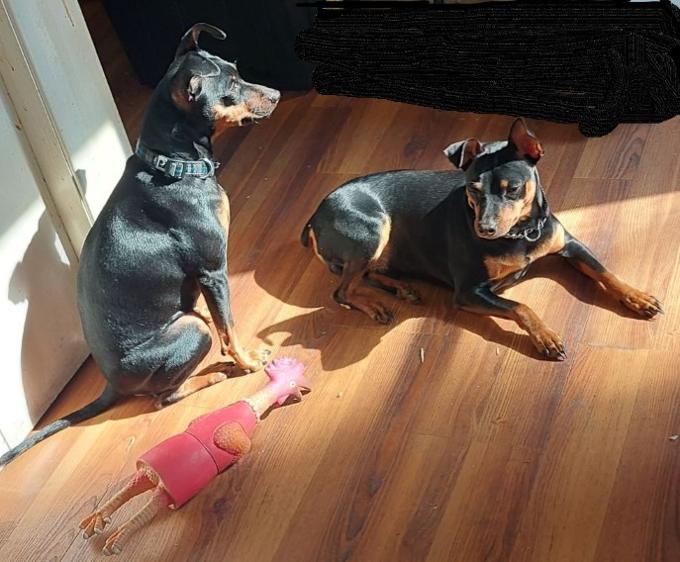 Mini Pinscher