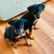 Mini Pinscher