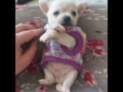 Chihuahua