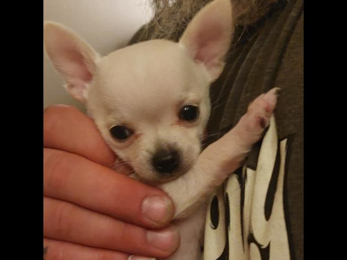 Chihuahua