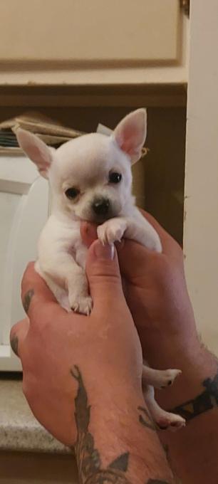 Chihuahua