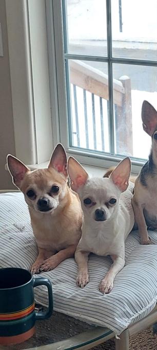 Chihuahua