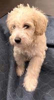 Poodle