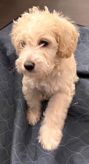 Poodle
