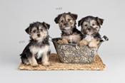 Morkie
