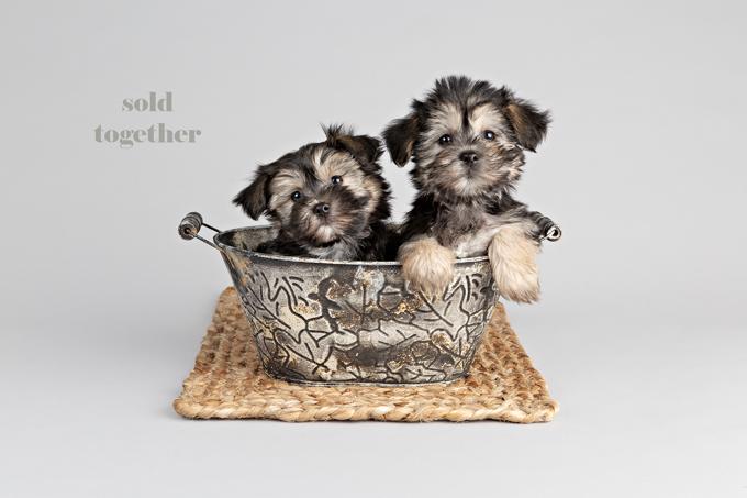 Morkie