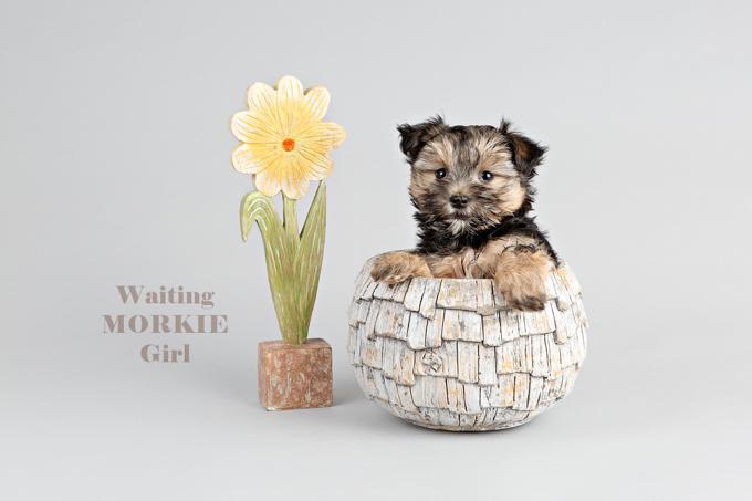 Morkie