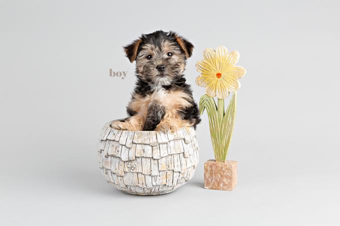 Morkie