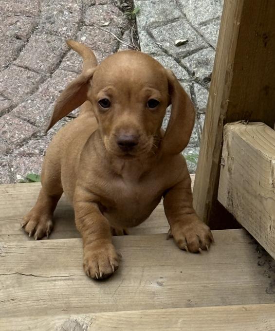 Dachshund