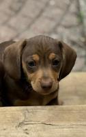 Dachshund