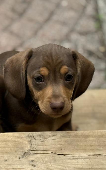 Dachshund