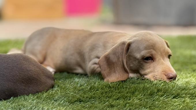 Dachshund