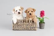 Maltipoo
