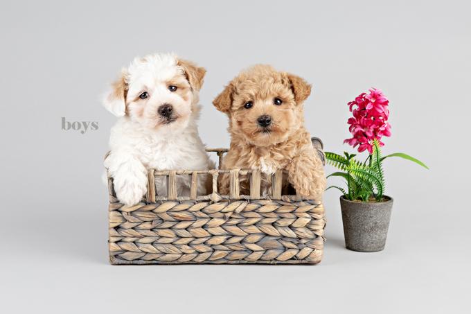 Maltipoo