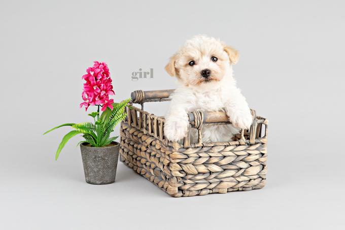 Maltipoo