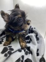 yorkie