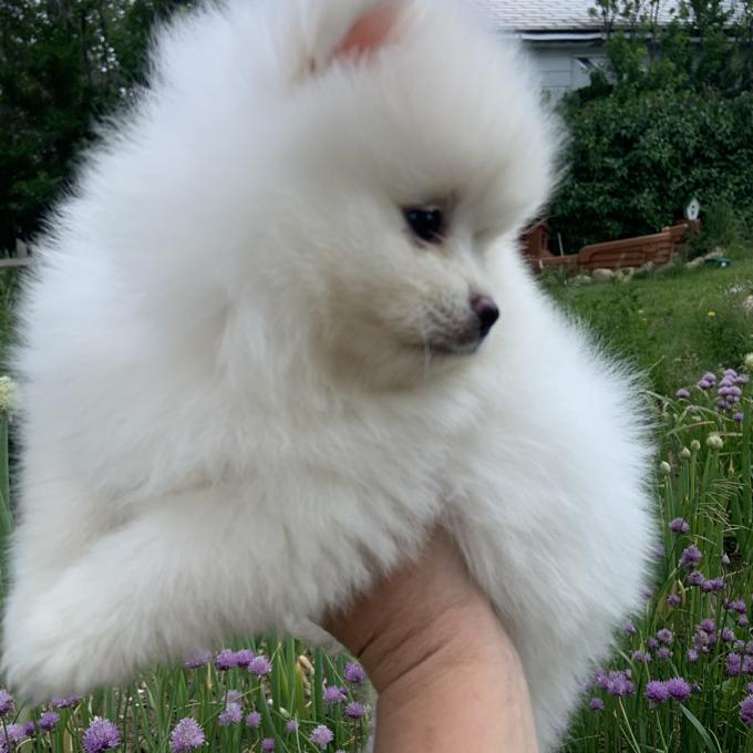 Pomeranian