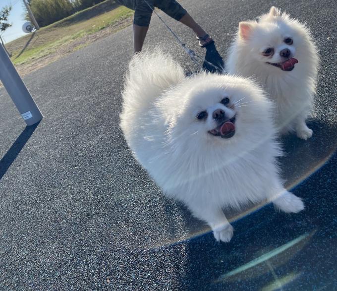 Pomeranian
