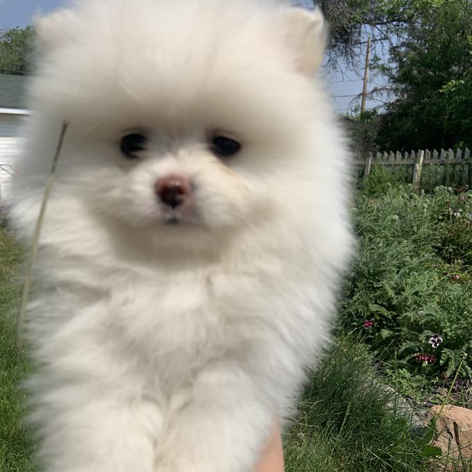 Pomeranian