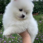 Pomeranian