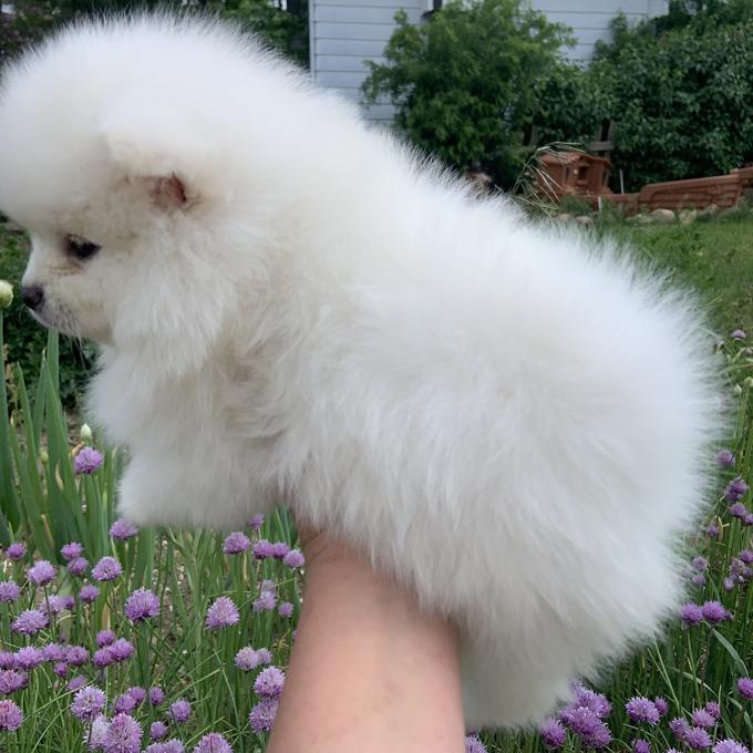Pomeranian