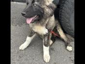 Caucasian mountain Shepard