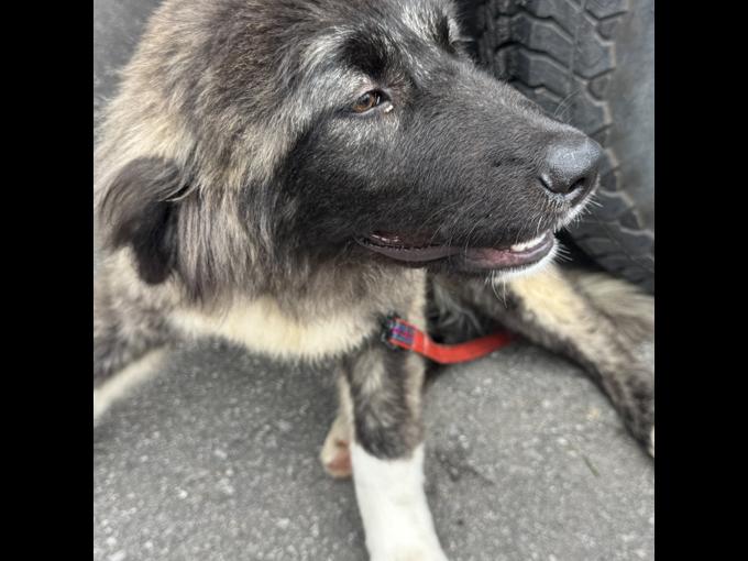 Caucasian mountain Shepard