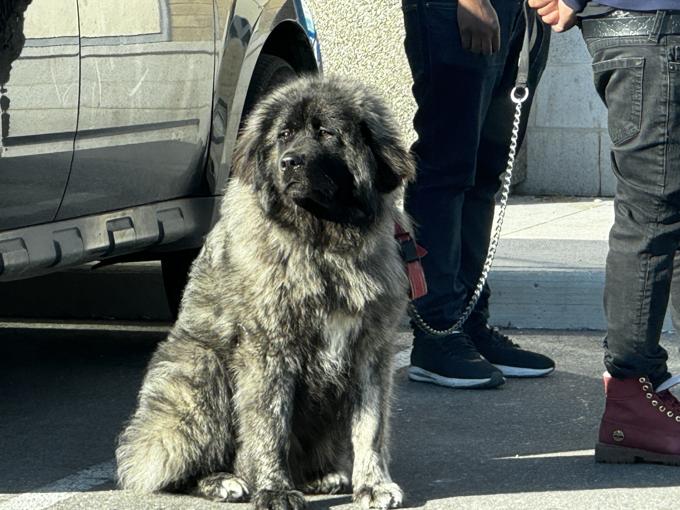 Caucasian mountain Shepard