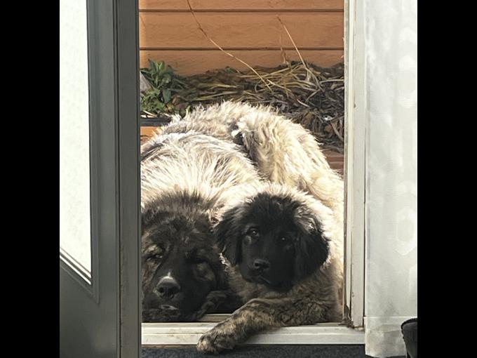 Caucasian mountain Shepard