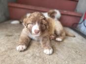 Great pyrenees mix